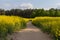 Romantic road to the forest through the field of flowering aromatic rape