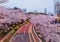 Romantic scenery of illuminated cherry blossom trees  Sakura namiki  in Tokyo Midtown at dusk