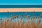 Romantic seaside: dry grass by the empty beach