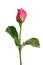 Romantic shocking pink rose with white isolated