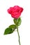 Romantic shocking pink rose with white isolated