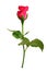 Romantic shocking pink rose with white isolated