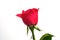 Romantic shocking pink rose with white isolated