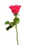 Romantic shocking pink rose with white isolated