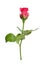 Romantic shocking pink rose with white isolated