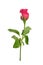 Romantic shocking pink rose with white isolated