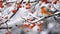 Romantic Snowy Scene: Orange Bird Perched On Red Berries