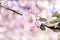 Romantic spring blossom / springtime apple blossom. Soft pastel. Bokeh background.