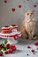 Romantic St. Valentines Day. Cute cat with bow tie sitting near cakes in heart shape. Red velvet cake. Bakery, confectionery,