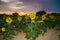 Romantic sunset on sunflower field