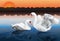 Romantic swan couple