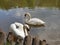 Romantic swans