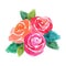Romantic sweet three rose flowers with leaves, watercolor hand painting, isolate object on white background, clipping path,