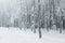 Romantic trail in forest during foggy winter