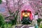 Romantic train runs through tunnel of cherry blossoms in Kyoto, Japan