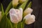 Romantic tulip bouquet isolated on dark background