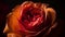 Romantic tulip bouquet, vibrant colors for celebration generated by AI