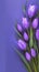 Romantic tulip display Purple bouquet on veri peri background banner