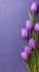 Romantic tulip display Purple bouquet on veri peri background banner