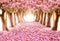 The romantic tunnel of pink flower trees