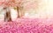 The romantic tunnel of pink flower trees