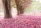 The romantic tunnel of pink flower trees