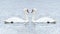 Romantic two swans, symbol of love. a pair of mute swans on the surface of the water
