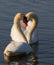 Romantic two swans. Water reflection ob blue background.