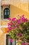 Romantic vintage arabic window and bougainvillea flowers