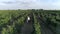 Romantic walk in the vineyard, drone view of happy young couple having fun together outdoor