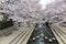 Romantic walkway beneath pink cherry blossoms  Sakura Namiki  along a small river bank in Fukiage City