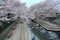 Romantic walkway beneath pink cherry blossoms  Sakura Namiki  along a small river bank in Fukiage City, Konosu, Saitama, Japan