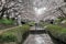 Romantic walkways under the archway of pink cherry tree blossoms