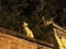 Romantic wall, cat, trees, esoterism and magic in Turin city, Italy.