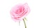 Romantic wedding rings on pink rose flower
