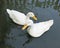 Romantic white ducks couple