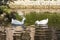 Romantic white ducks couple bird swimming in the lake photo