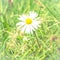 Romantic wild field of daisies with focus on one flower. Oxeye daisy, Leucanthemum vulgare, Daisies, Dox-eye, Common daisy, Dog