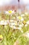 Romantic wild field of daisies with focus on one flower. Oxeye daisy, Leucanthemum vulgare, Daisies, Dox-eye, Common daisy, Dog