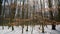 Romantic winter, forest view, branches and yellow leaves, against a background of trees and a blue sky. In smooth motion