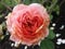 Romantica Hybrid Tea Rose Close Up, Vancouver, Canada, 2018