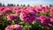 Romanticized Country Life: Blooming Zinnia Fields In Intense Pink And Purple