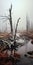 Romanticized Wilderness: A Captivating Image Of A Dead Tree In A Foggy Landscape