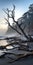 Romanticized Wilderness: A Captivating Uhd Image Of A Dead Tree In A Beach Fog