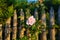 Romantinc pink rose flower in beautiful scenery of old wooden fence.