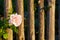 Romantinc pink rose flower in beautiful scenery of old wooden fence.