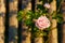 Romantinc pink rose flower in beautiful scenery of old wooden fence.