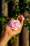 Romantinc pink rose in woman hand, flower in beautiful scenery.