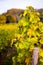 Romatic yellow vineyards during autumn in Rheinhessen