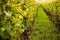 Romatic yellow vineyards during autumn in Rheinhessen